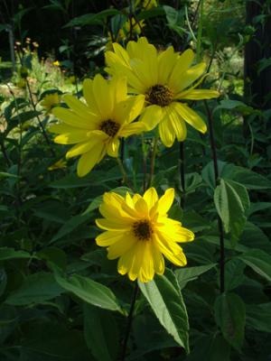 Helianthus tuberosus (topinambur)